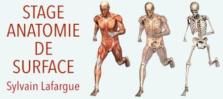 Anatomie de surface