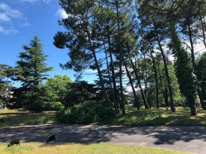 Le-parc-et-les-moutons-d-Ouessant_original