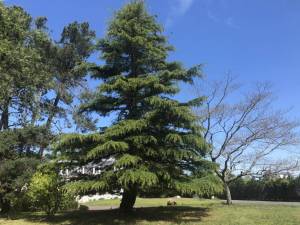 notre-cedre-dans-le-parc-du-campus-2_original